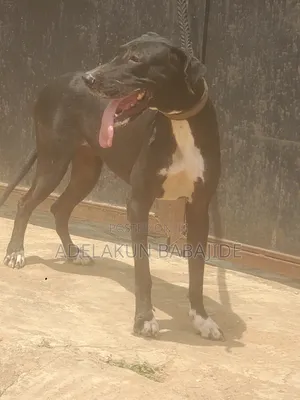 1+ year Female Purebred Great Dane