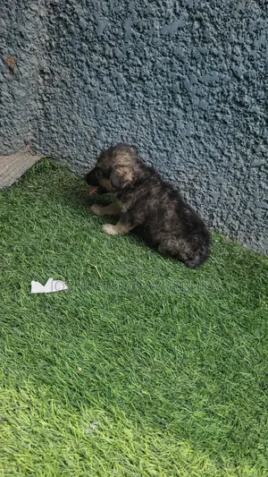 1-3 months Male Purebred Caucasian Shepherd