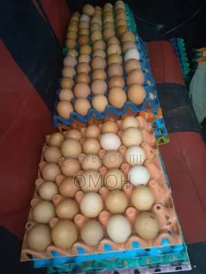Fresh Eggs