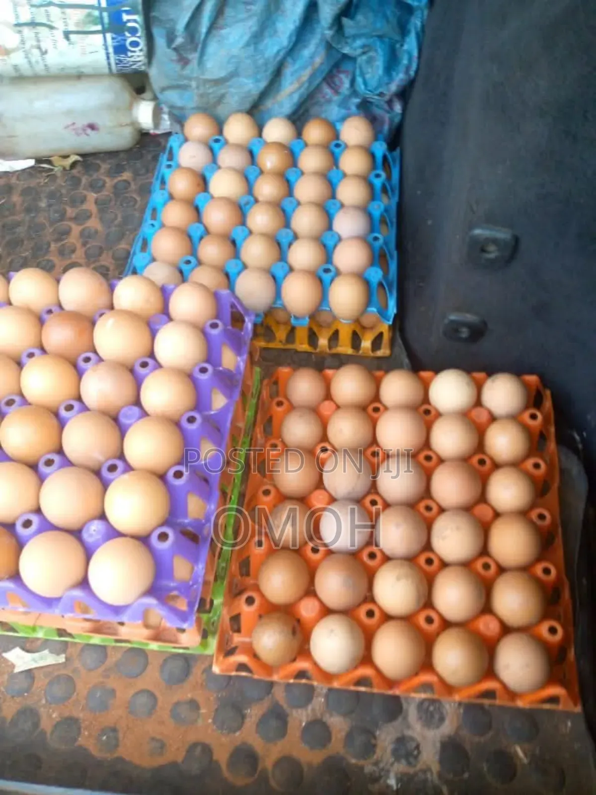 Fresh Eggs