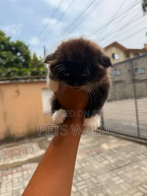 1-3 months Female Purebred Persian