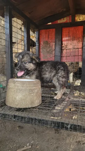 1-3 months Male Purebred Caucasian Shepherd