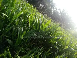 Come and Buy Your Own Palm Oil Seedlings to Secure Your Future