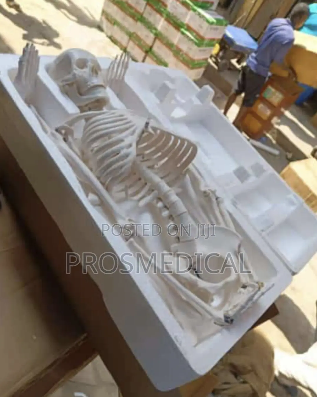 Artificial Human Skeleton
