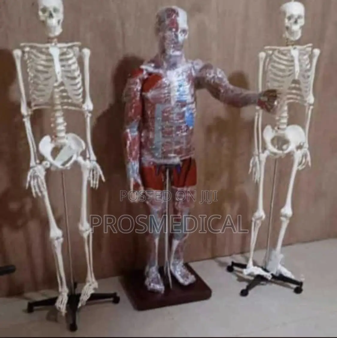 Artificial Human Skeleton