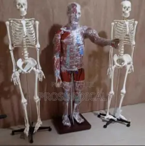Artificial Human Skeleton