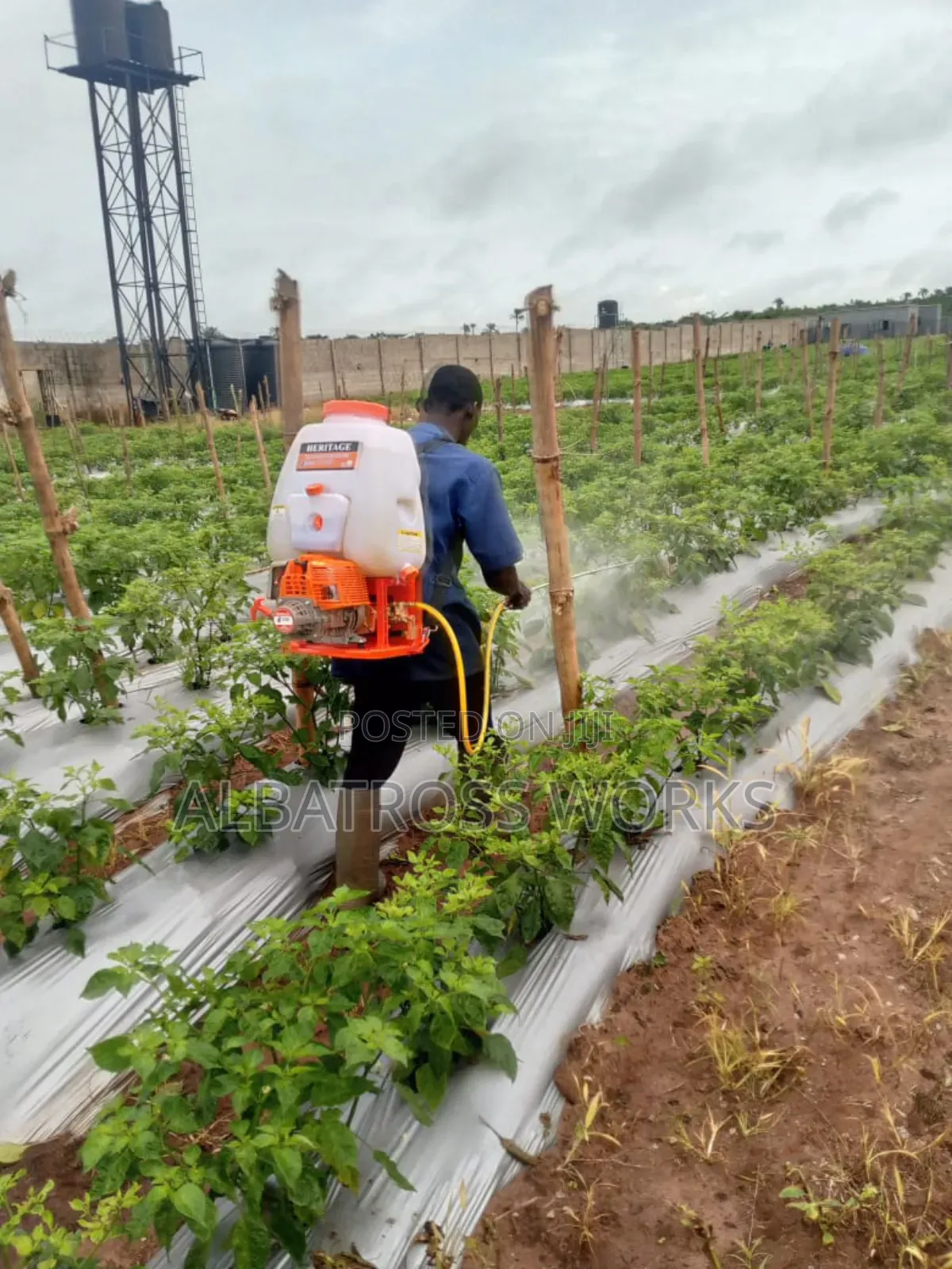Tomato Farming/Farm Set Up