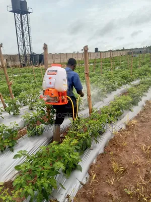 Tomato Farming/Farm Set Up