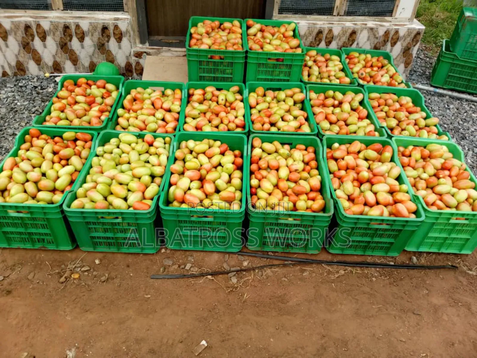 Tomato Farming/Farm Set Up