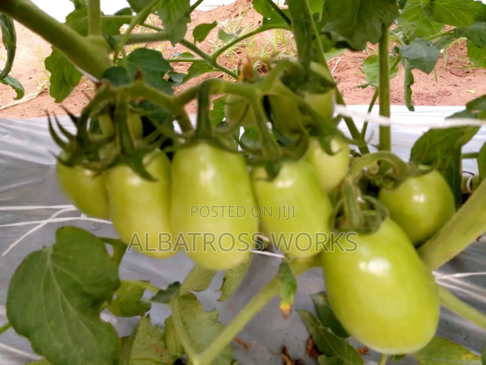 Tomato Farming/Farm Set Up