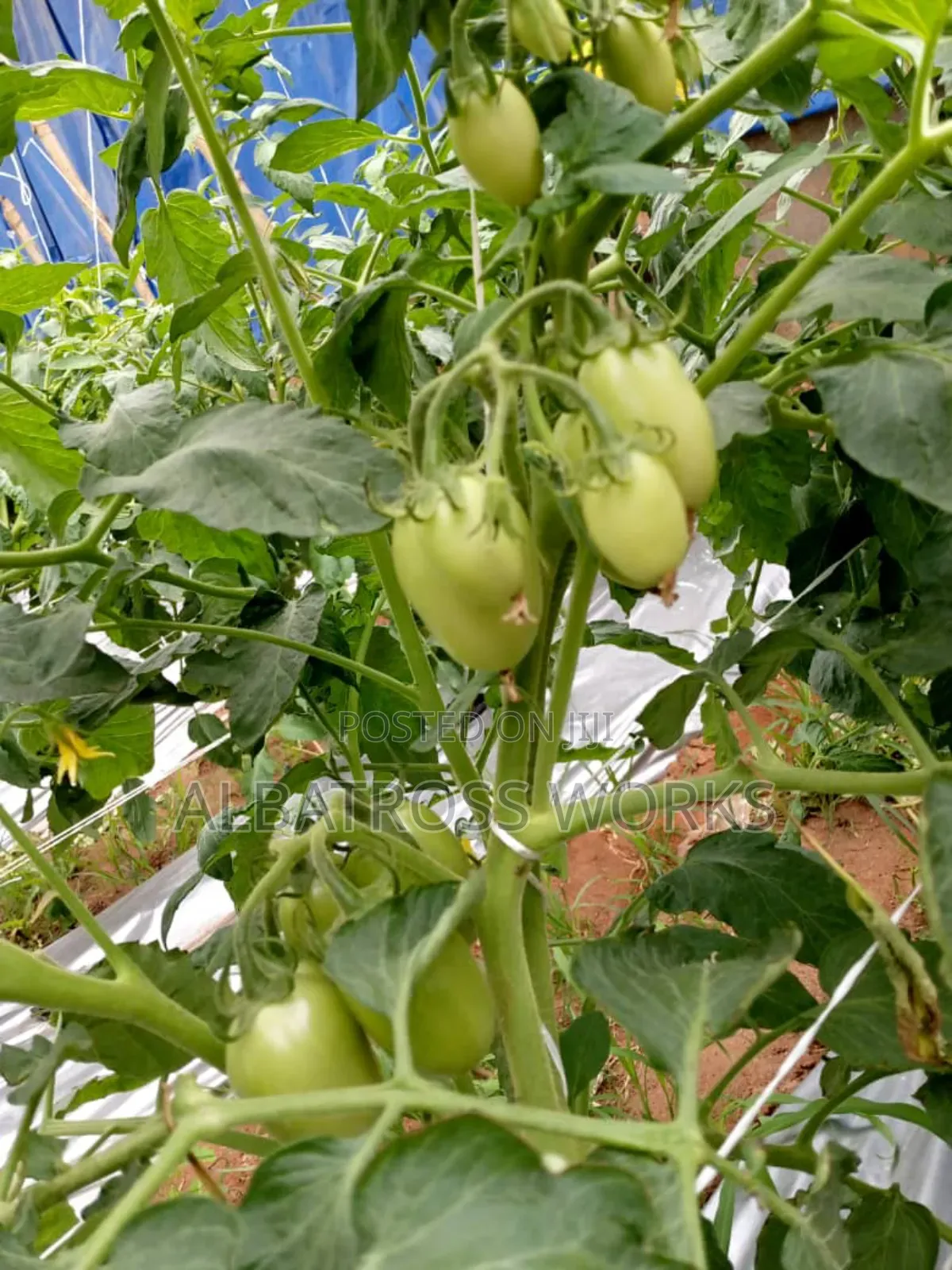 Tomato Farming/Farm Set Up
