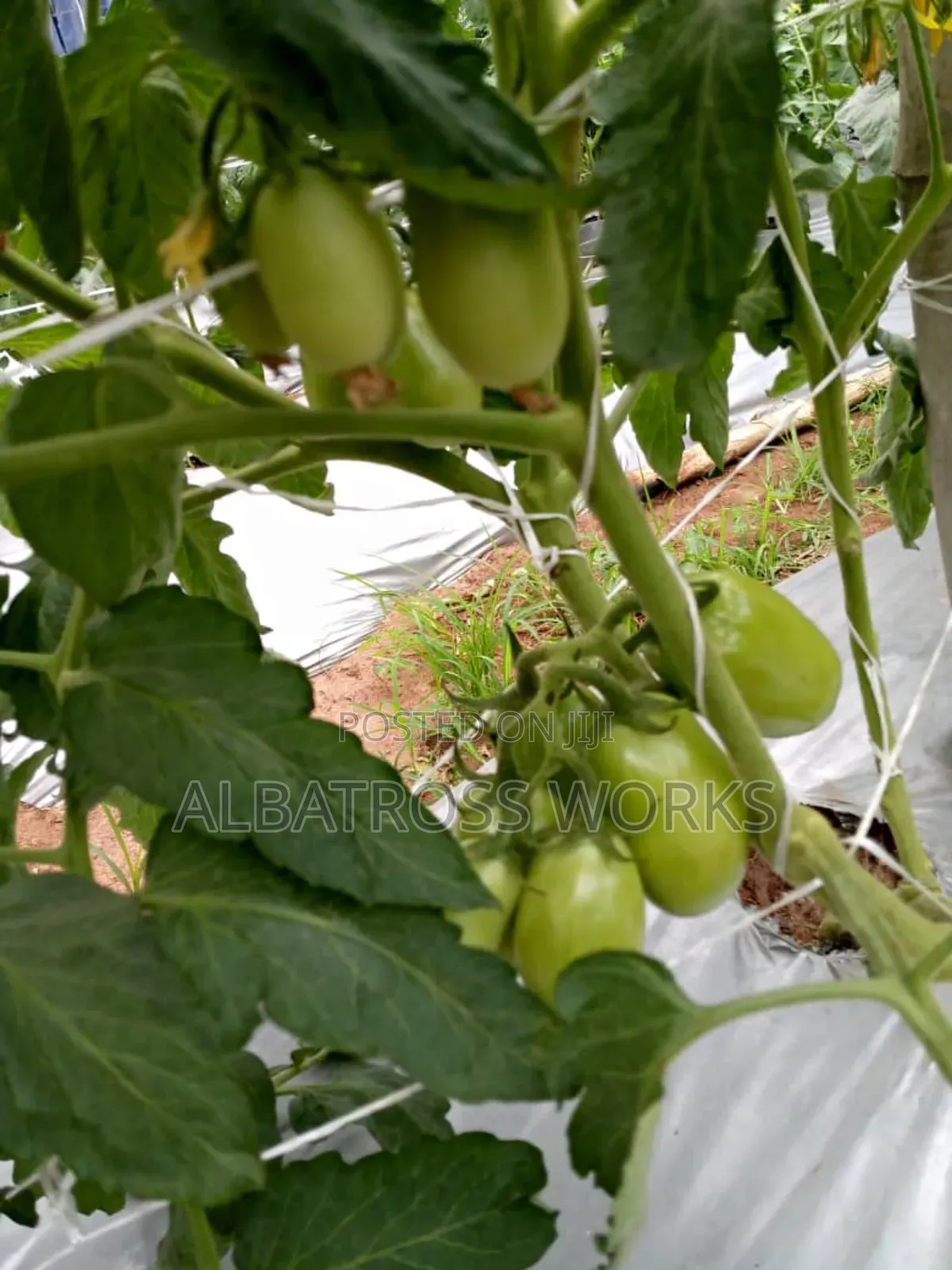 Tomato Farming/Farm Set Up