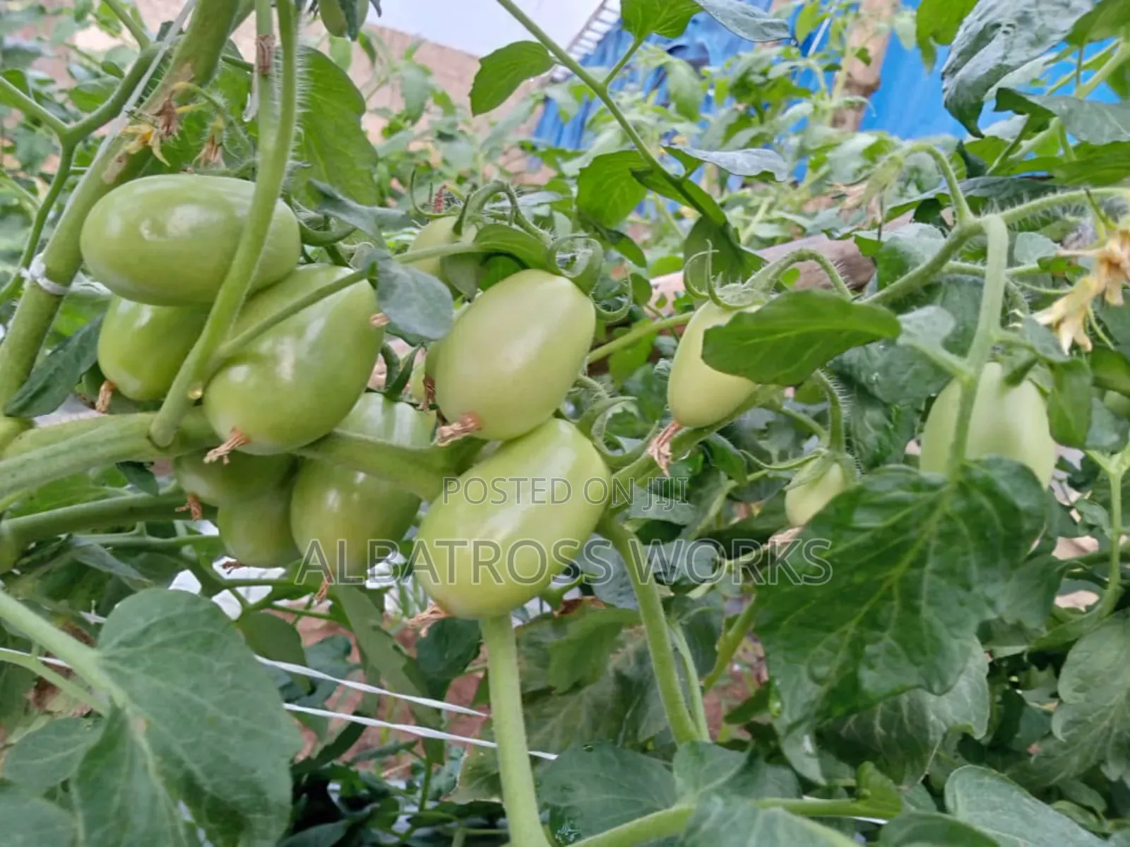 Tomato Farming/Farm Set Up