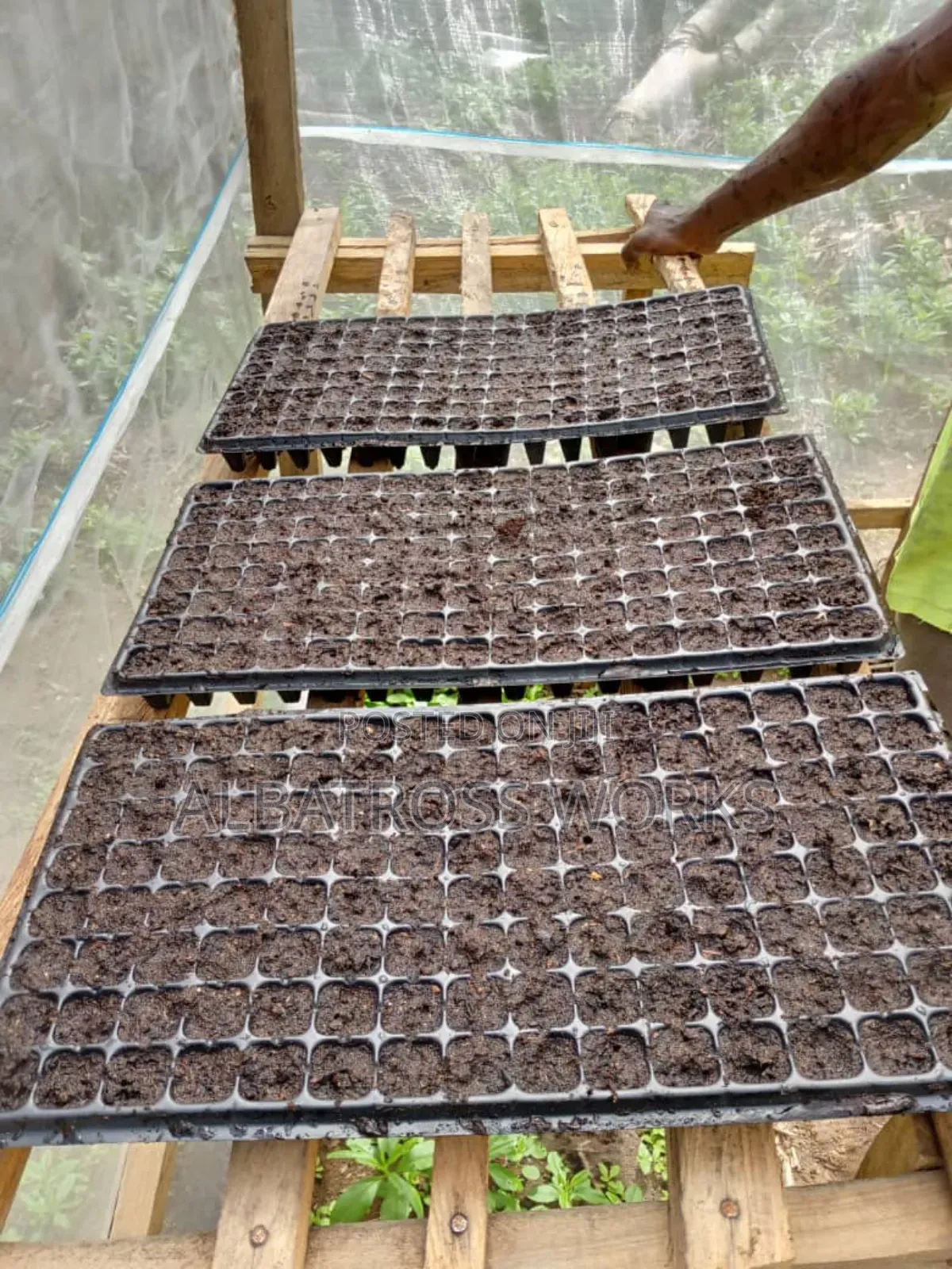 Tomato Farming/Farm Set Up