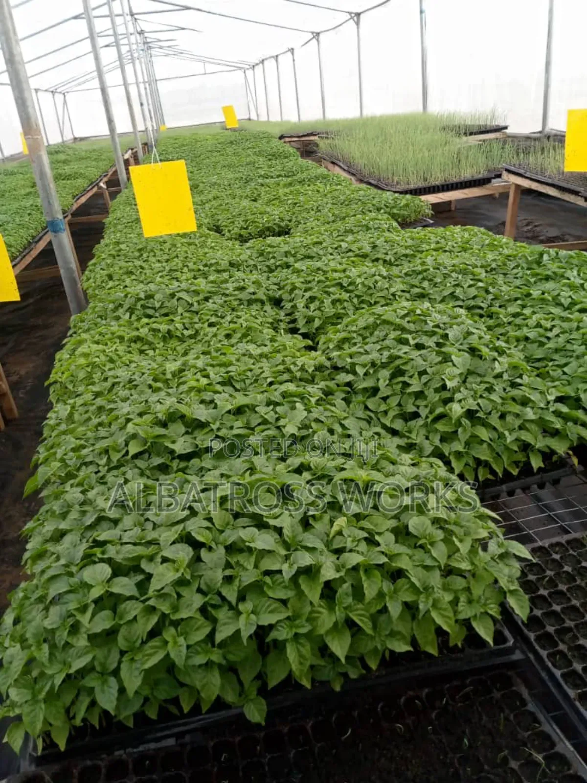 Tomato Farming/Farm Set Up