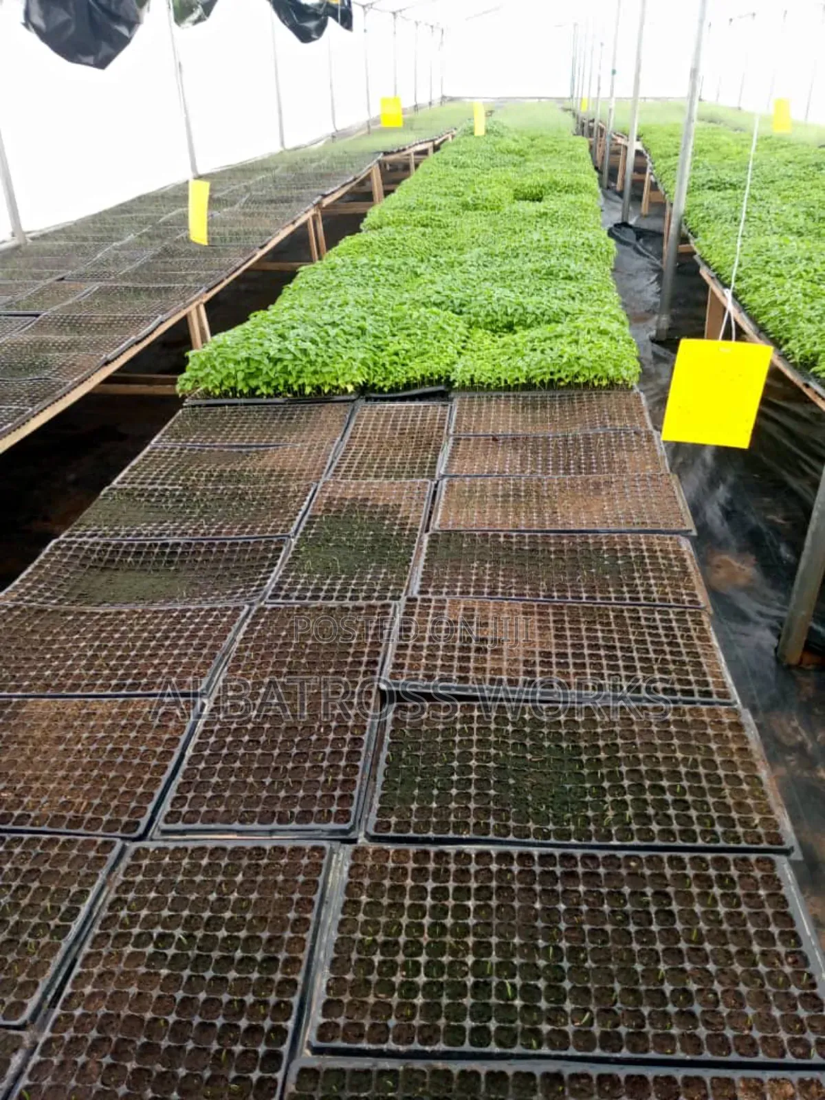 Tomato Farming/Farm Set Up