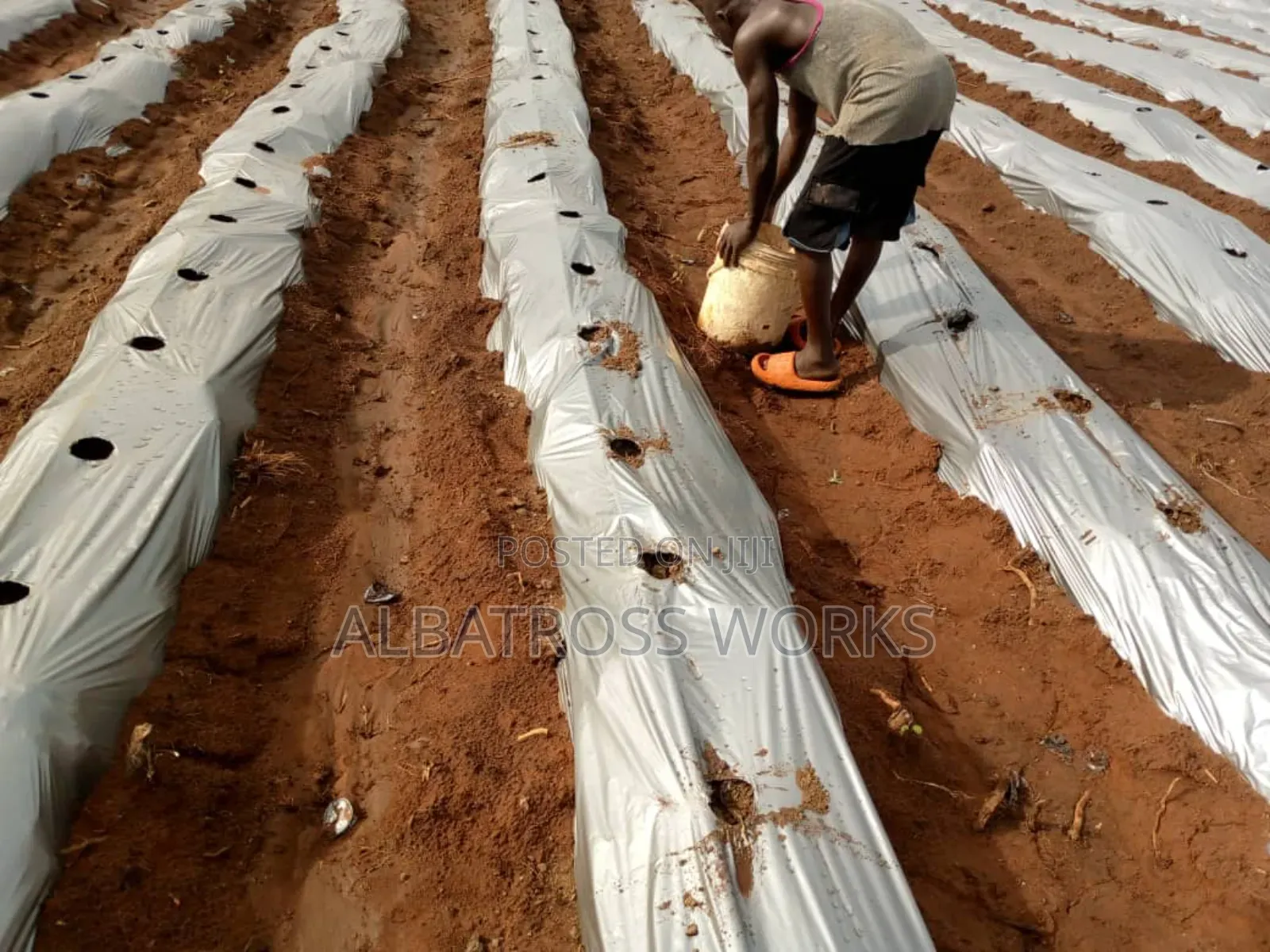 Tomato Farming/Farm Set Up