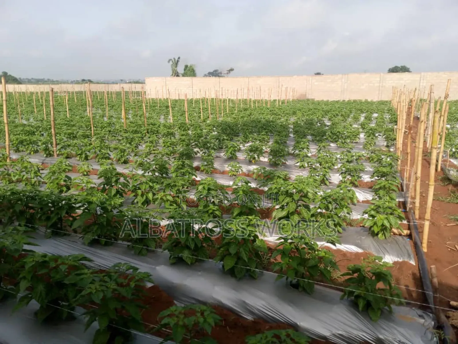 Tomato Farming/Farm Set Up