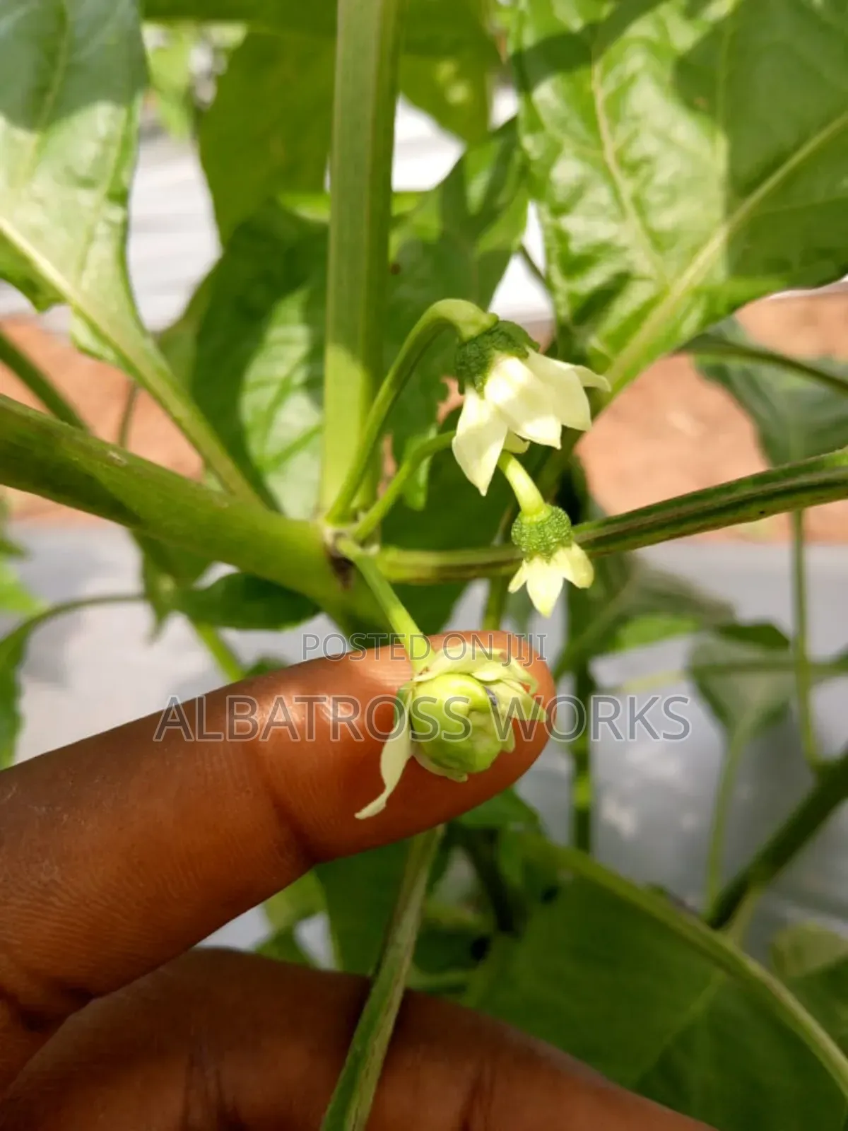 Tomato Farming/Farm Set Up