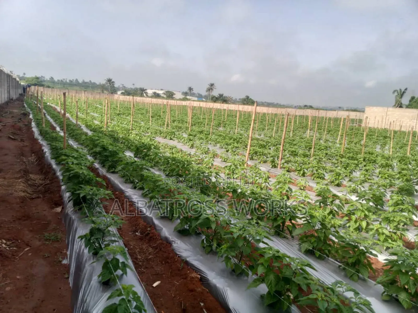 Tomato Farming/Farm Set Up