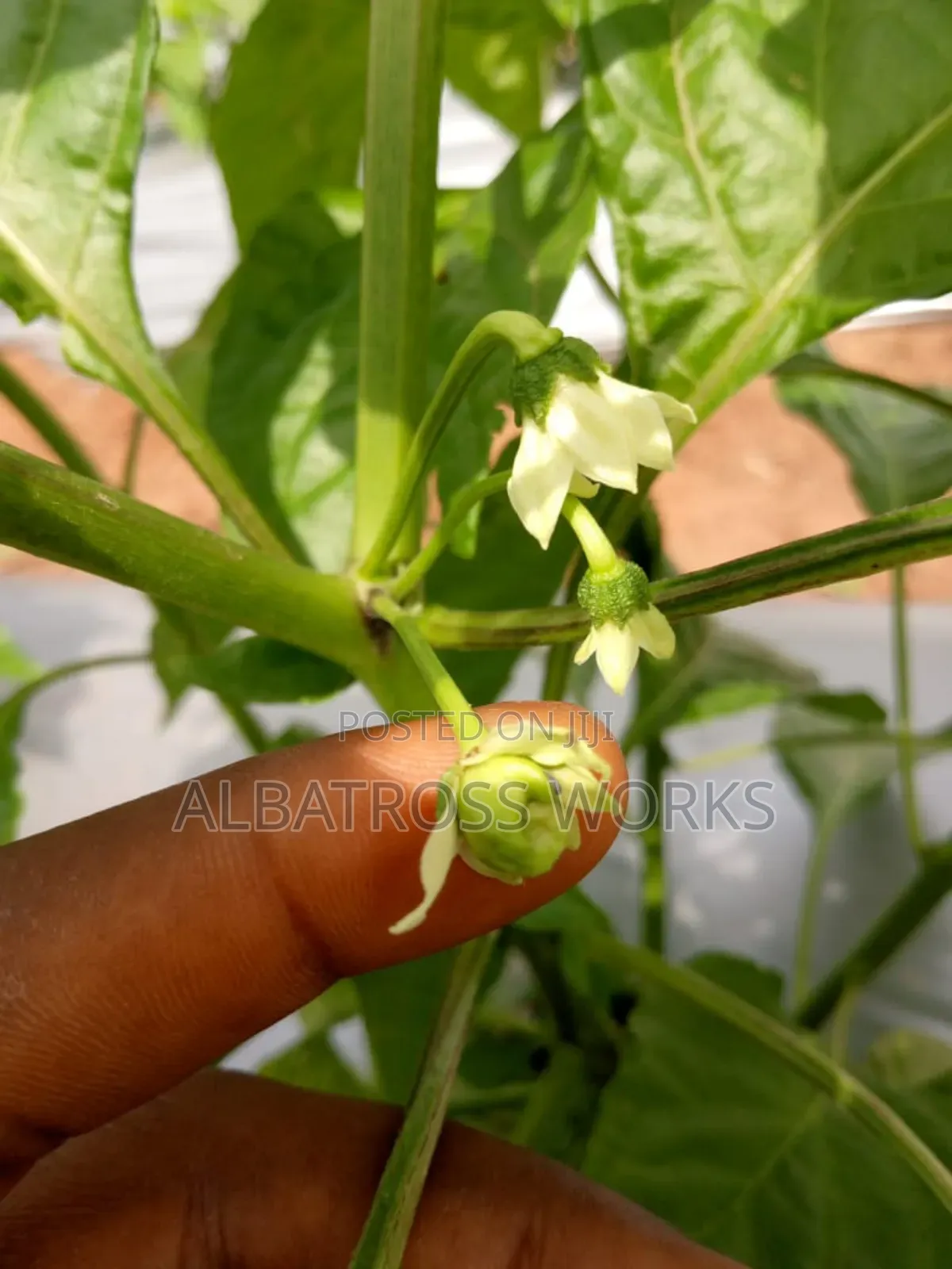 Tomato Farming/Farm Set Up