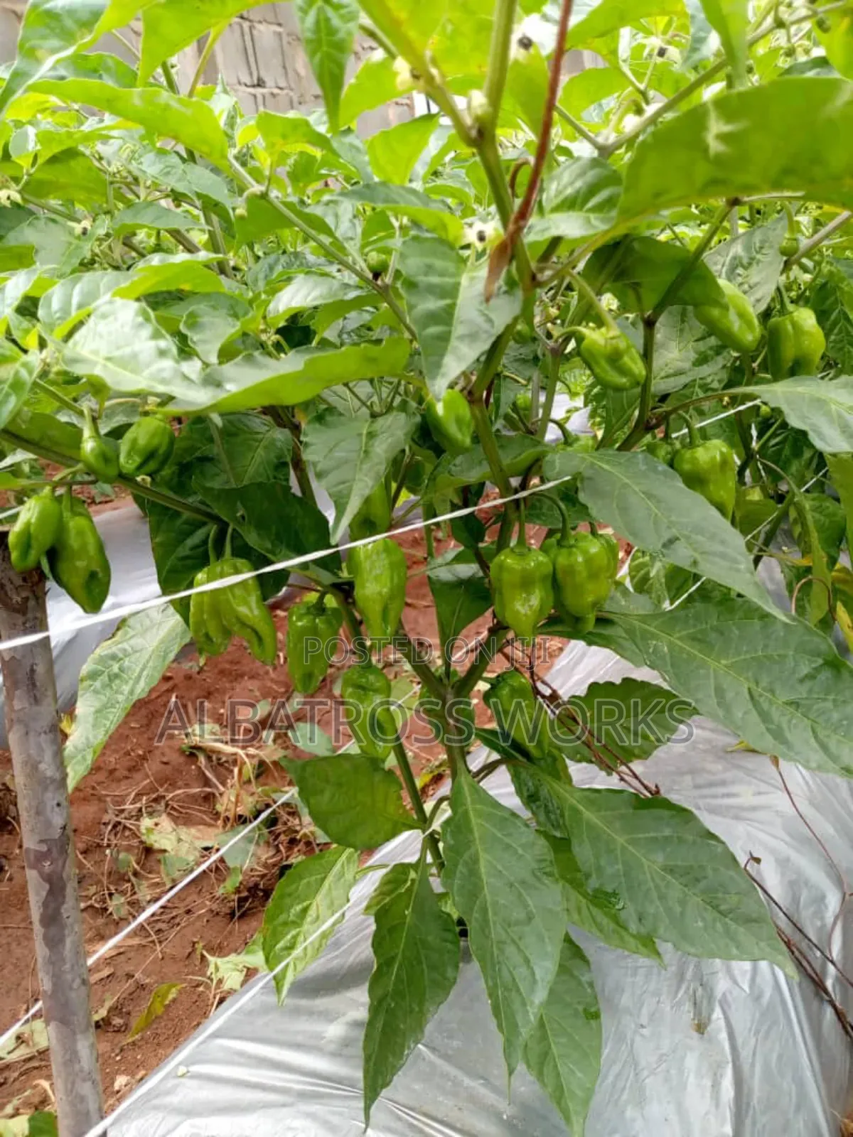 Tomato Farming/Farm Set Up