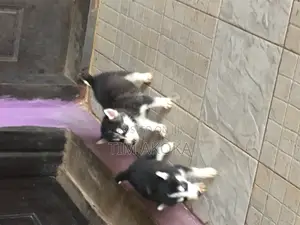 1-3 months Female Purebred Siberian Husky