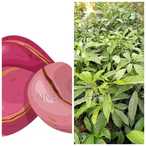 Hybrid Kolanut