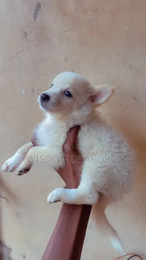 1-3 months Male Purebred American Eskimo