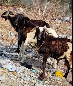 Full Live Ram