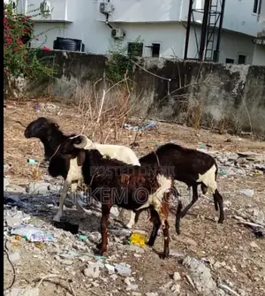 Full Live Ram