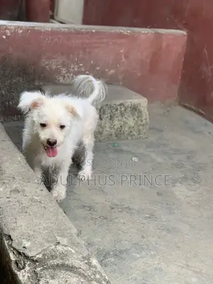 1+ year Male Purebred Lhasa Apso