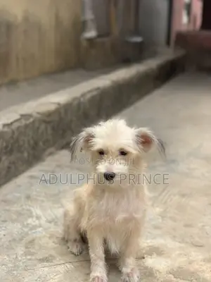 1+ year Female Purebred Lhasa Apso