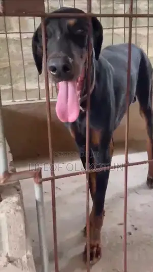 1+ year Male Purebred Doberman Pinscher