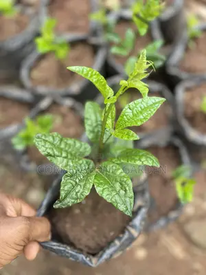Pumpkin (Vegetable)