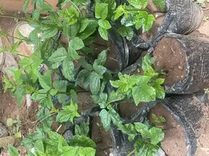 Pumpkin (Vegetable)