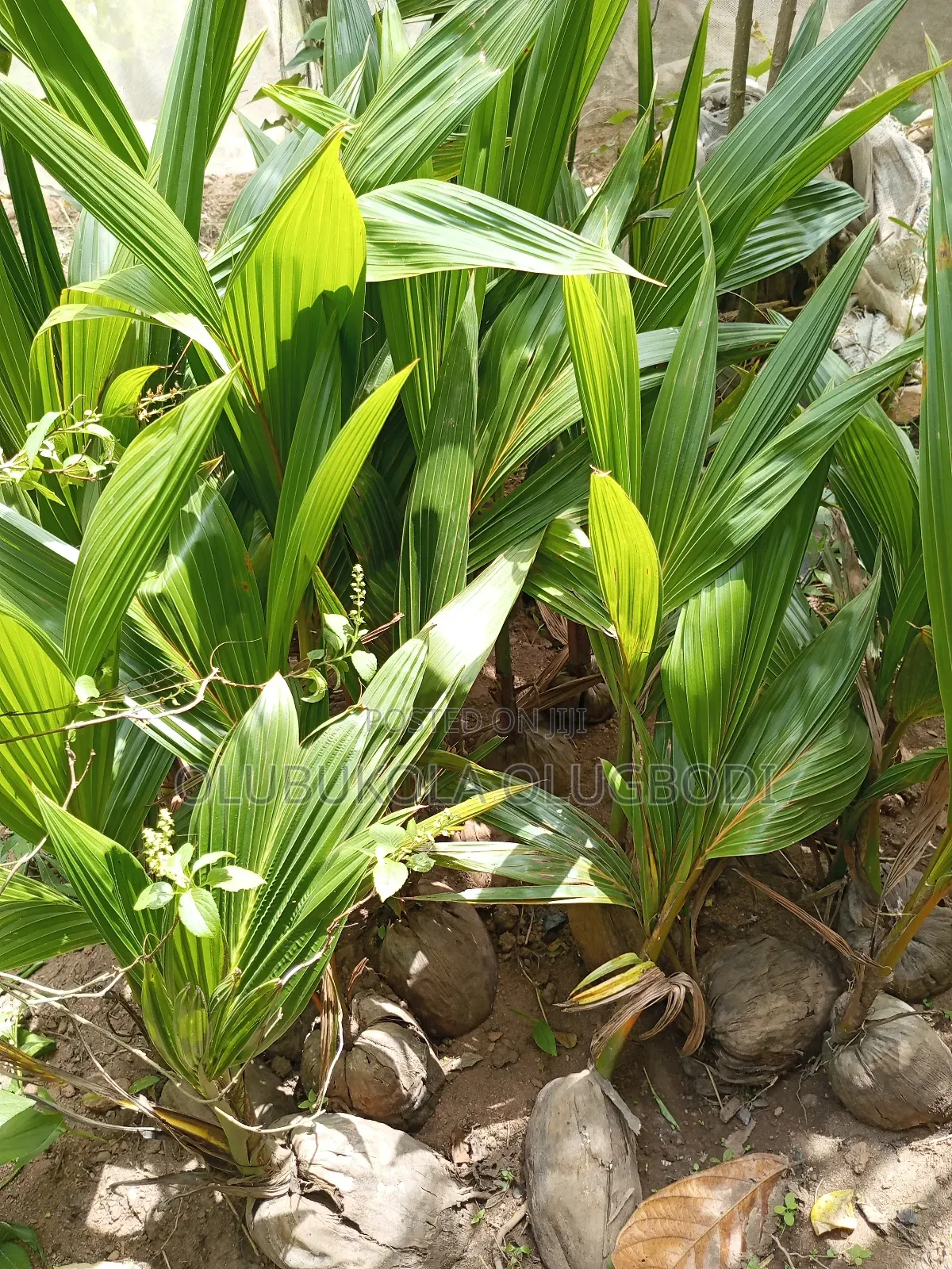 Hybrid Coconut Seedling