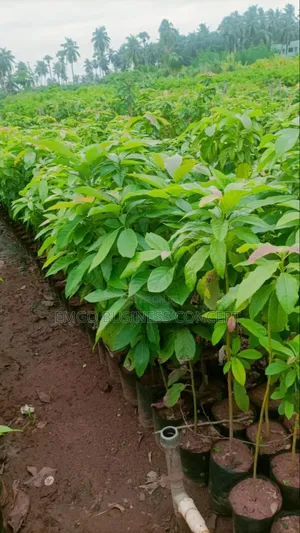 Avocado Pear Seedlings