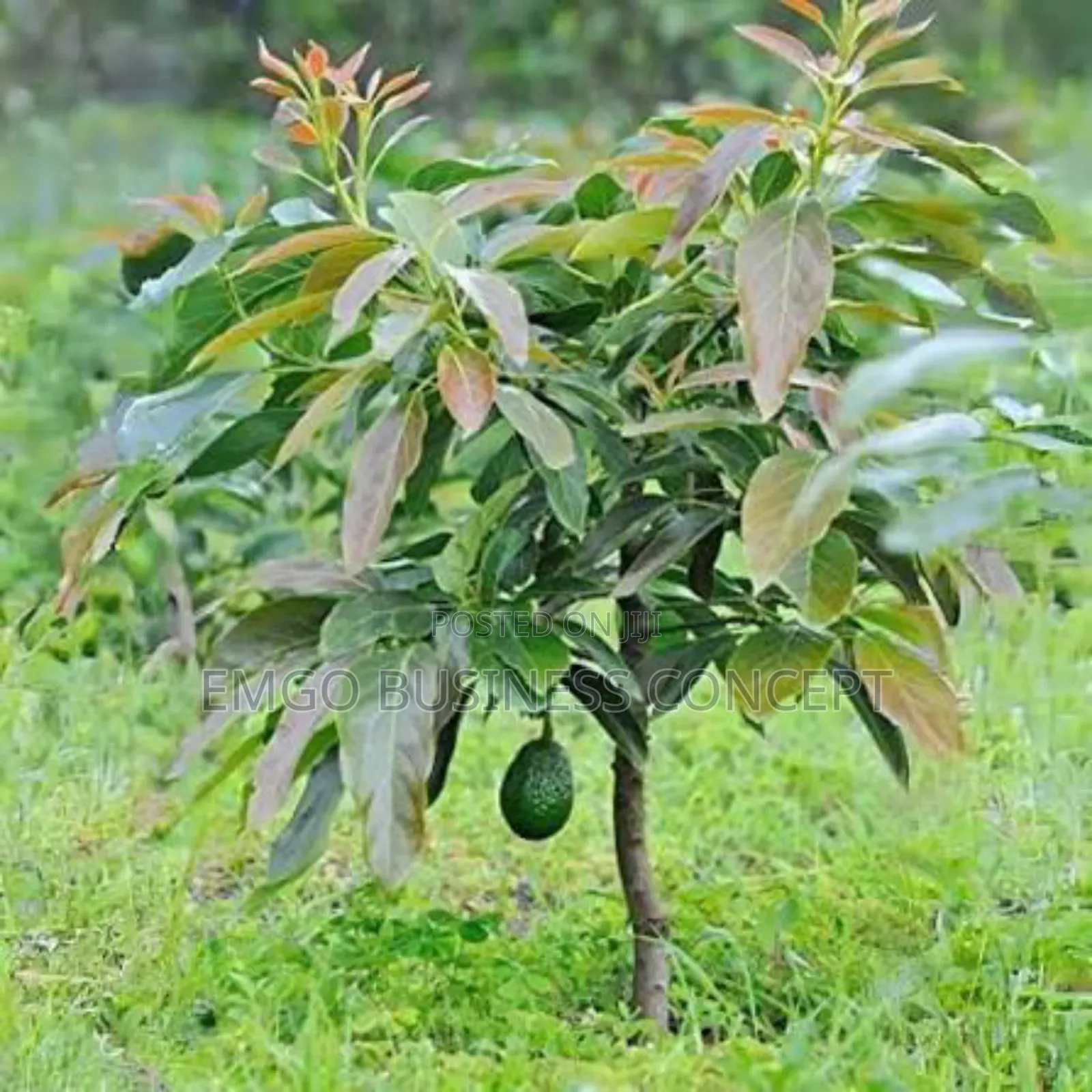 Budded Avocado Seedling