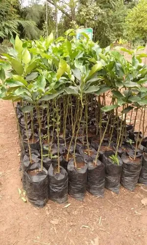 Budded Avocado Seedling