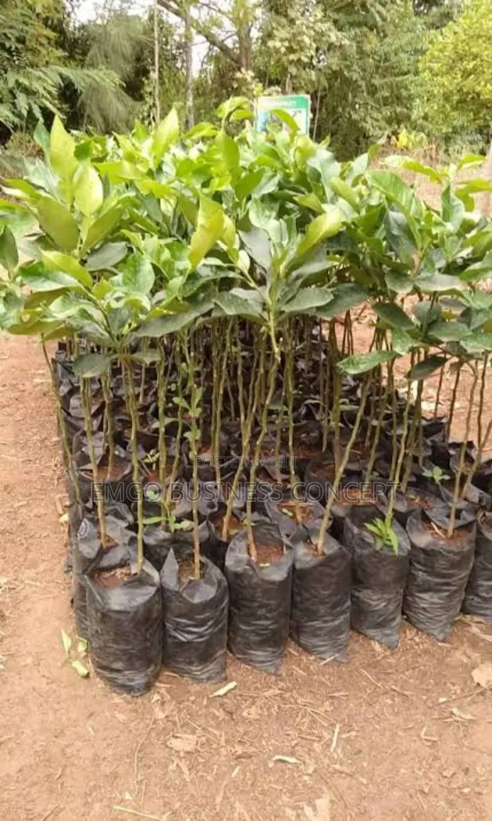 Budded Avocado Seedling