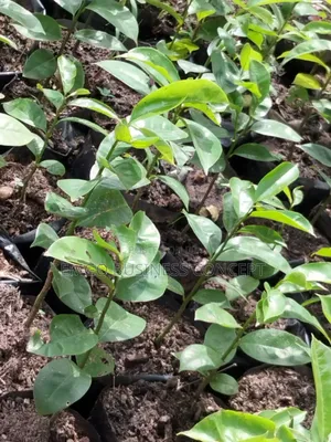 Soursup Seedlings