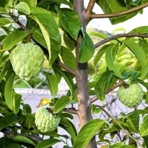 Hybrid Sweetsop Seedlings