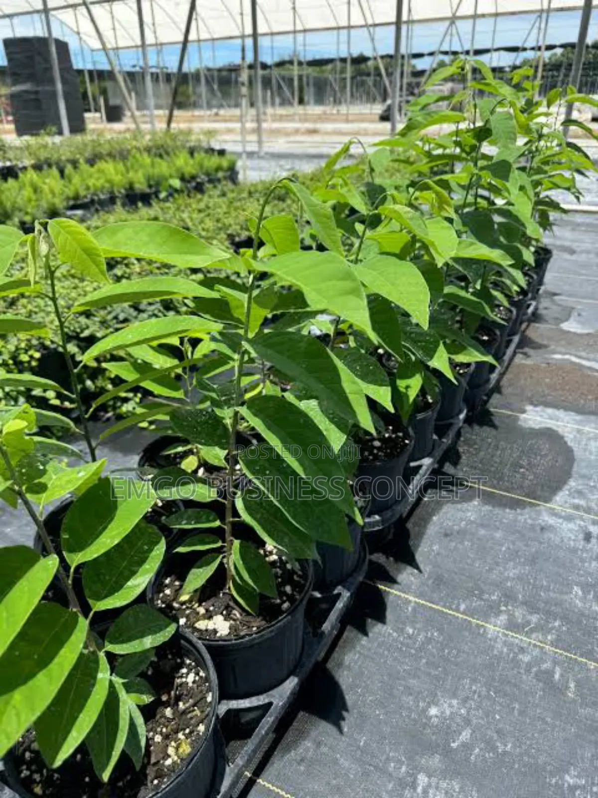 Hybrid Sweetsop Seedlings
