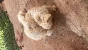 6-12 months Male Purebred Lhasa Apso