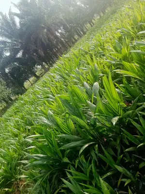 Strong Root Oil Palm Seedlings. Rich Oil for Cooking 