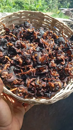Neatly Dried Snails