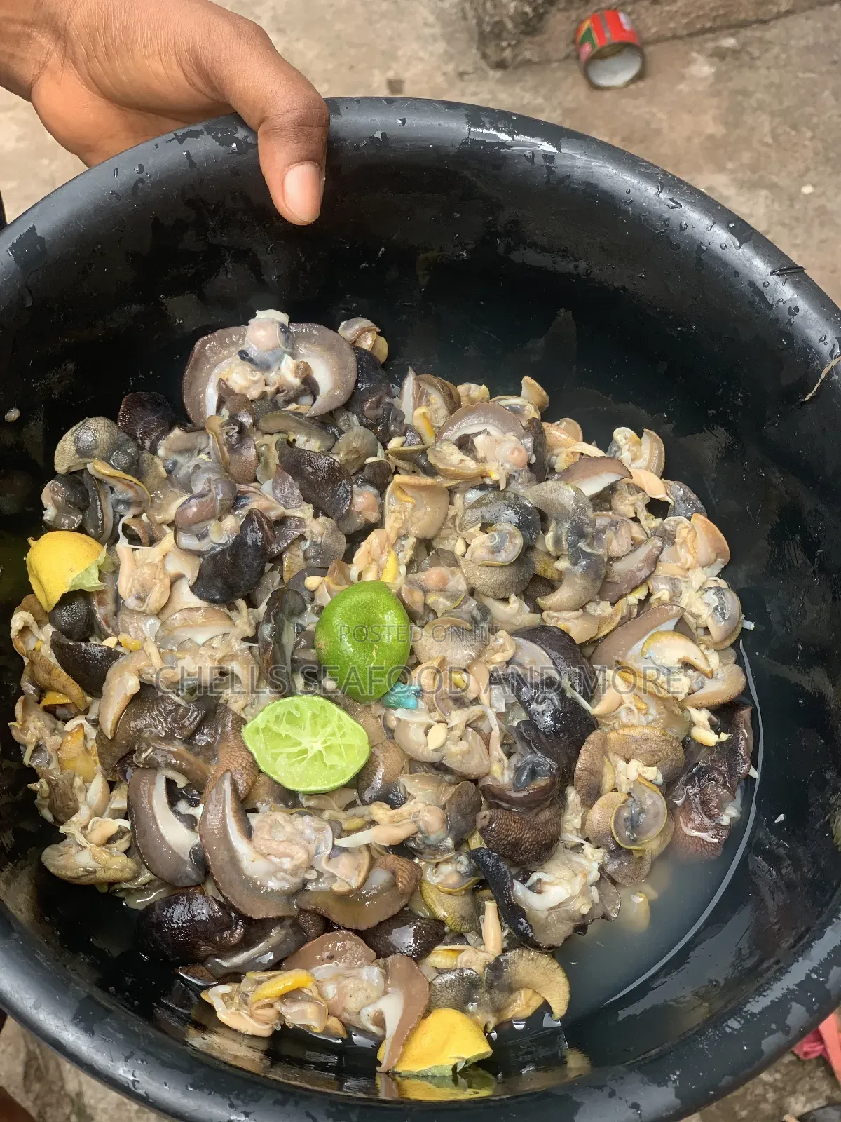 Neatly Dried Snails