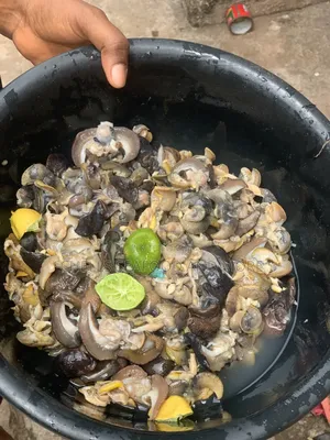 Neatly Dried Snails
