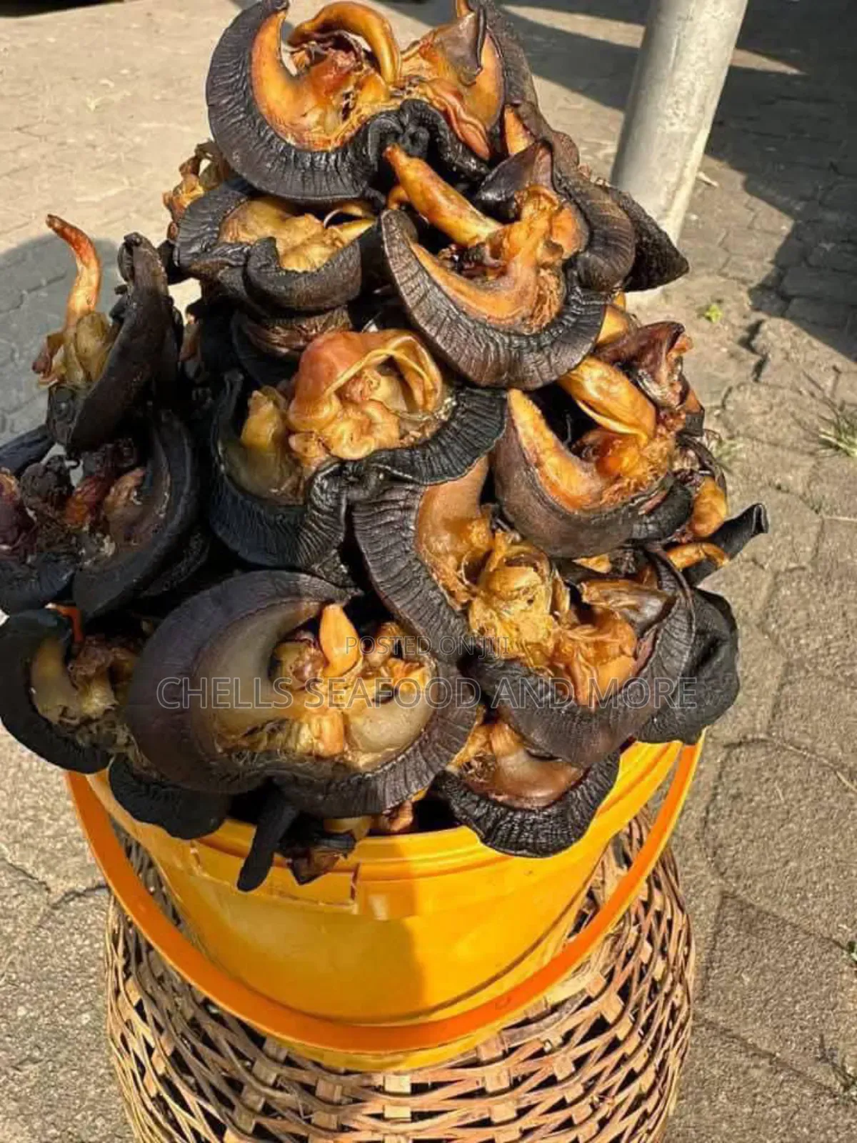 Neatly Dried Snails